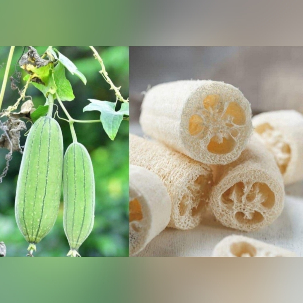 Luffa Gourd Seed/Loofah Gourd Seed Organic Non GMO Garden Planting 50 Se…